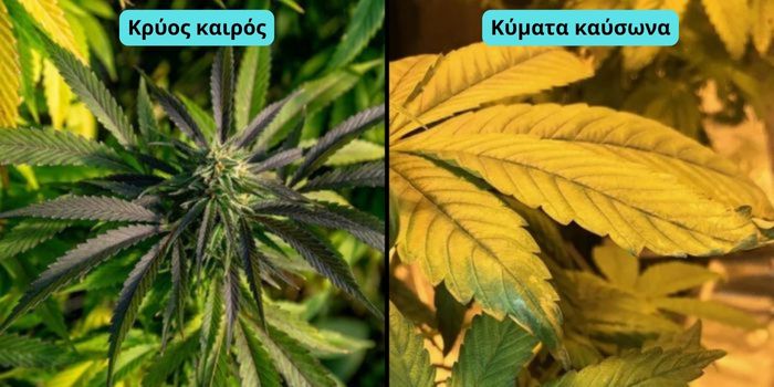 θερμικό στρες στα φύλλα κάνναβης