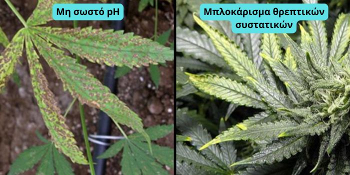 κίτρινα φύλλα κάνναβης