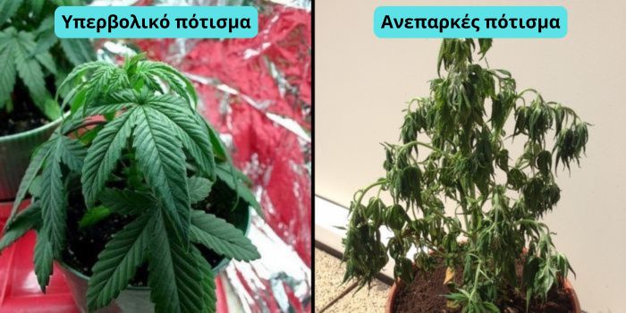 κιτρίνισμα φύλλων κάνναβης