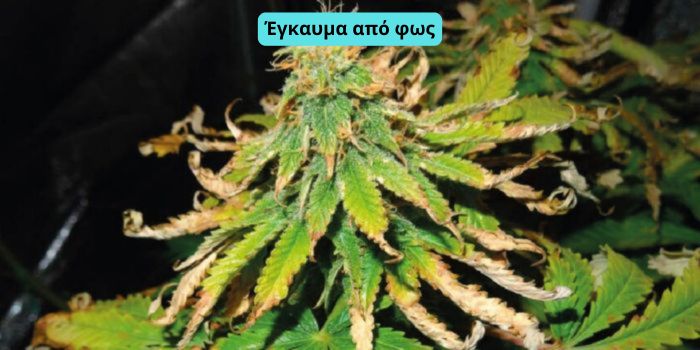 ξερά φύλλα κάνναβης από το φως