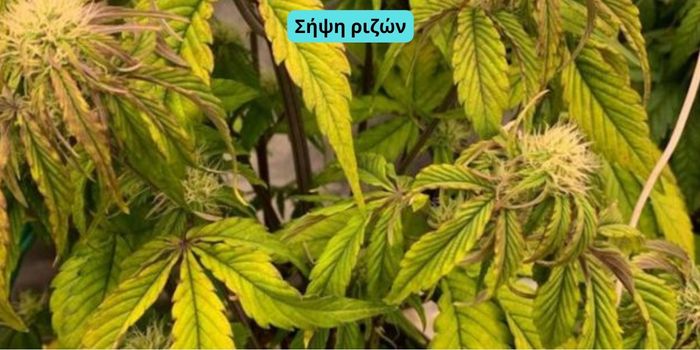 σήψη ριζών κάνναβης