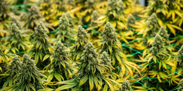 Jakie wybrać automatyczne odmiany marihuany?