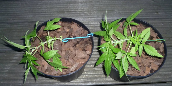 Jak zrobić trening marihuany LST (Low Stress Training)?