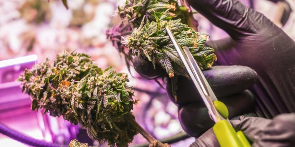 Zbieranie konopi: wybierz odpowiedni czas