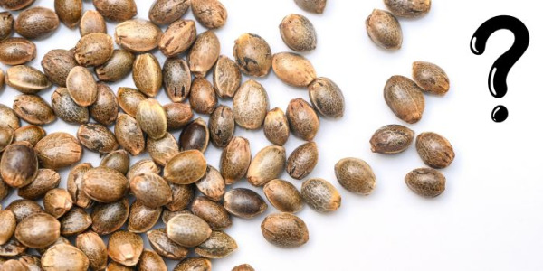 Jakie nasiona marihuany wybrać?